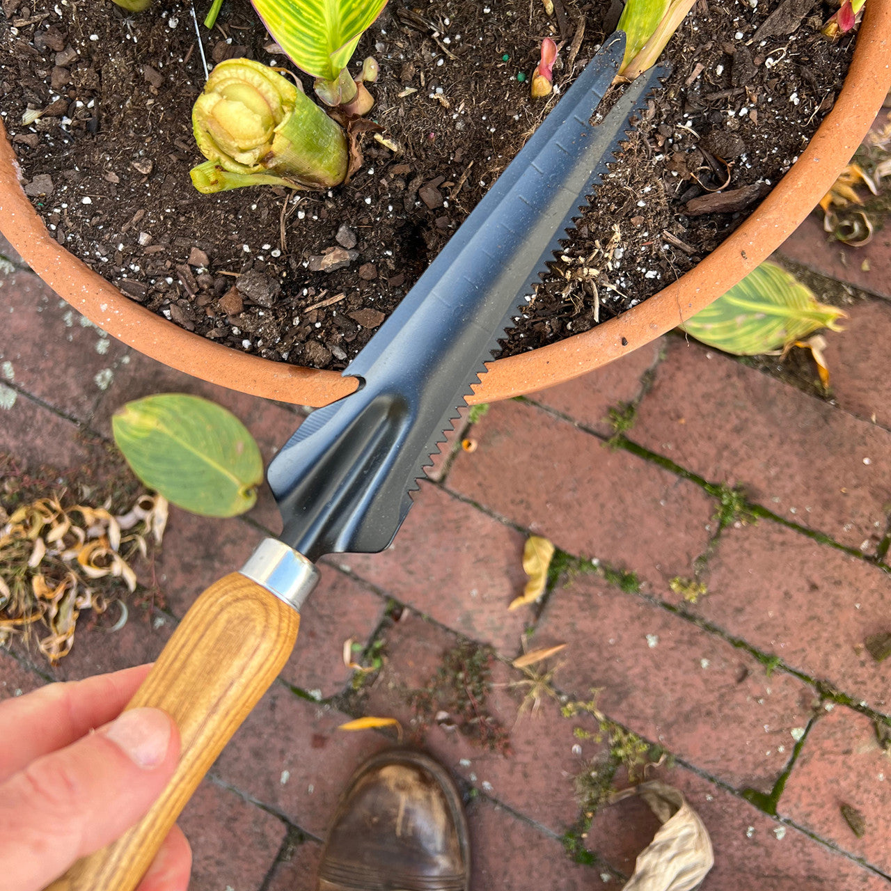 Transplant trowel