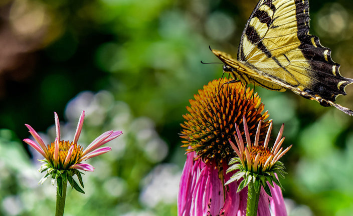 Growing a Pollinator Garden