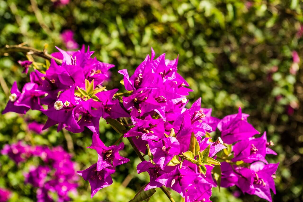 5 Unique Garden Trends to Watch for 2022