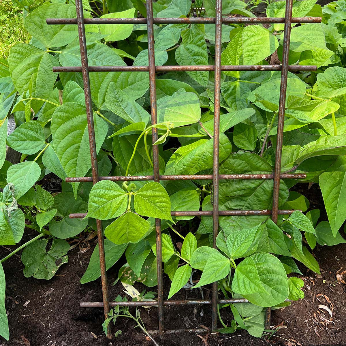 garden support